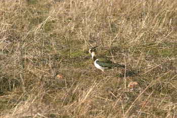 Avefría (Vanellus vanellus)