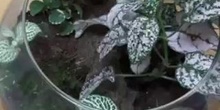 Elaboración de un terrario Ies Hotel Escuela