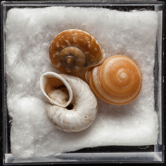 IES_ISABELLACATOLICA_BIOLOGIA_350