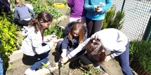 2019_05_06_Quinto en el huerto en mayo_CEIP FDLR_Las Rozas 16