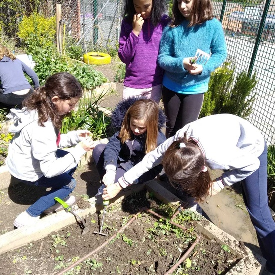 2019_05_06_Quinto en el huerto en mayo_CEIP FDLR_Las Rozas 16