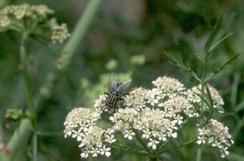Mosca de la carne (Sarcopcophaga carnaria)