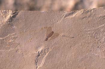 Díptero (Insecto) Eoceno