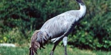 Grulla común (Grus grus)