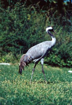 Grulla común (Grus grus)