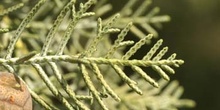 Ciprés de Arizona - Hojas (Cupressus arizonica)