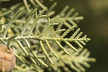 Ciprés de Arizona - Hojas (Cupressus arizonica)