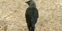 Grajilla (Corvus monedula)