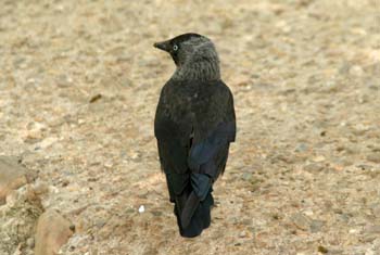 Grajilla (Corvus monedula)