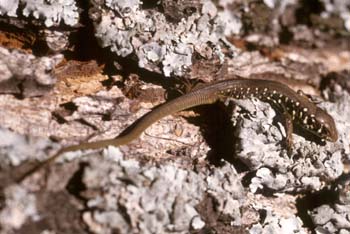 Lagarto verdinegro - Jóven (Lacerta schreiberi)