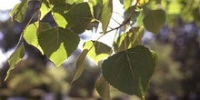 Chopo de Canadá - Hojas (Populus x canadensis)