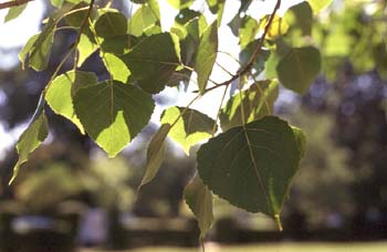 Chopo de Canadá - Hojas (Populus x canadensis)
