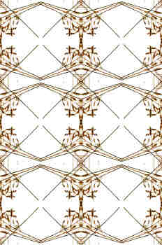 Seriación de simetrías de los tallos