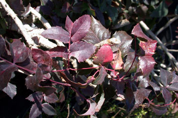 Mahonia (Mahonia aquifolium)
