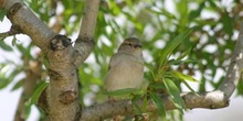 Gorrión comun (Passer domesticus)