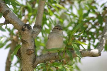 Gorrión comun (Passer domesticus)