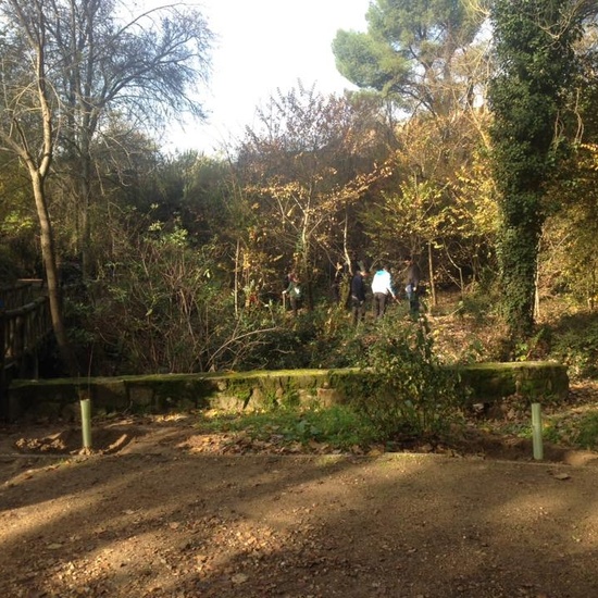 Plantación olmos ibéricos 5