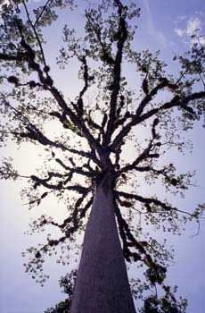 árbol, Tikal, Guatemala