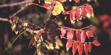 Zumaque (Rhus coriaria)