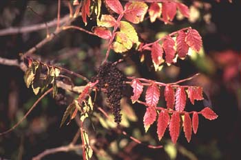 Zumaque (Rhus coriaria)