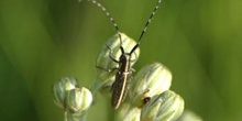 Longicornio de los cardos (Agapanthia cardui)