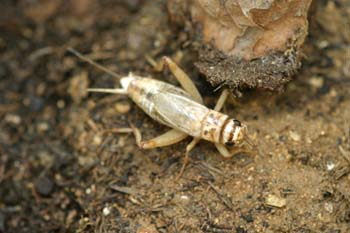Grillo marrón (gryllomorpha dalmantina)