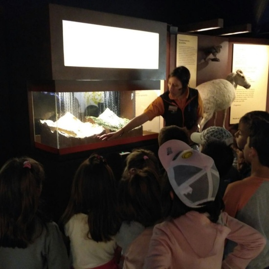 Visita a la exposición El Bosque. 1º 2º Primaria. CEIP Pinocho. 2016/17 28