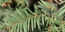 Tejo (Taxus baccata)