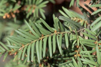 Tejo (Taxus baccata)