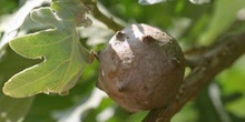 Agalla gande del roble o Gallarón (Cynips coronatus)