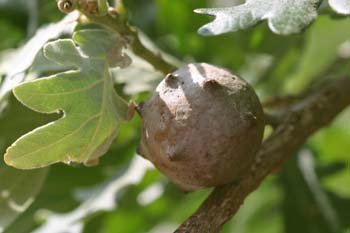 Agalla gande del roble o Gallarón (Cynips coronatus)