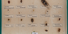 IES_CARDENALCISNEROS_Insectos_018