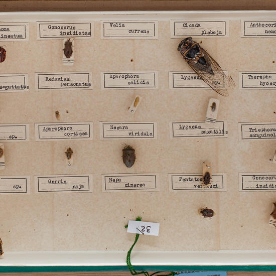 IES_CARDENALCISNEROS_Insectos_018