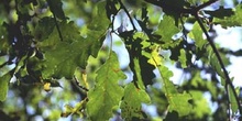 Roble albar - Hoja (Quercus petraea)