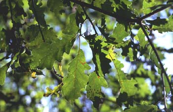 Roble albar - Hoja (Quercus petraea)