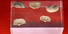 Braquiópodos-Ordovícico