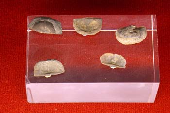 Braquiópodos-Ordovícico