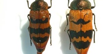 Castiarina sp. (Australia)