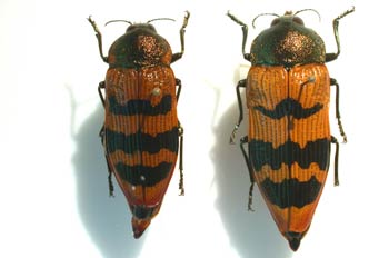 Castiarina sp. (Australia)