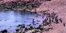 Pingüinos de Magallanes, Argentina