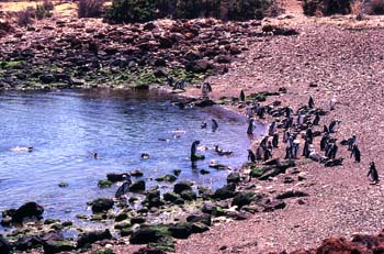 Pingüinos de Magallanes, Argentina