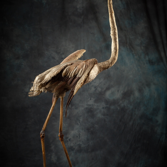 IES_SANISIDRO_BIOLOGIA_292