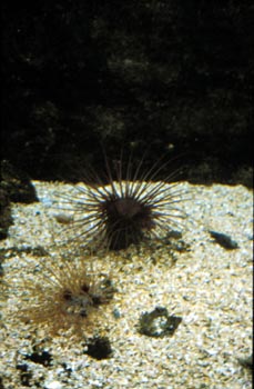 Cerianto (Cerianthus sp.)