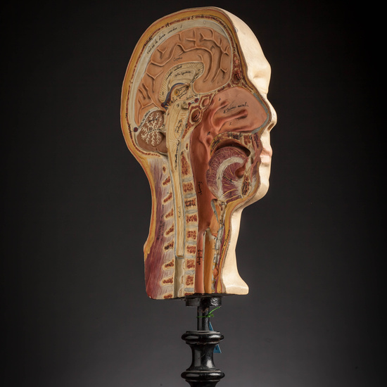 IES_CARDENALCISNEROS_ANATOMIA_MODELOS_074