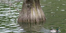 Cipres de los pantanos (Taxodium distichum)