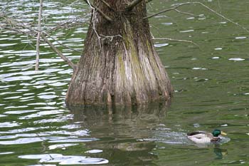 Cipres de los pantanos (Taxodium distichum)