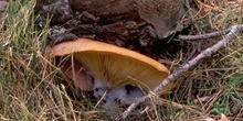 Tricoloma rutilante (Tricholomopsis rutilans)