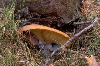 Tricoloma rutilante (Tricholomopsis rutilans)