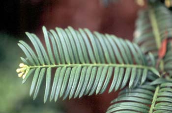 Cefalotejo (Cephalotaxus harringtonia)