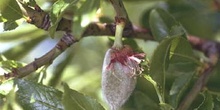 Almendro - Fruto (Prunus dulcis)